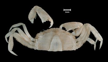 Media type: image;   Invertebrate Zoology CRU-10997 Aspect: ventral